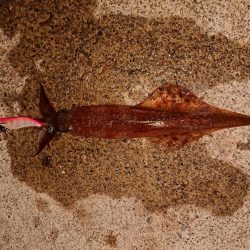 かなりのウネリの中で